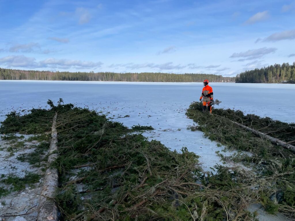 Kuusia jäällä