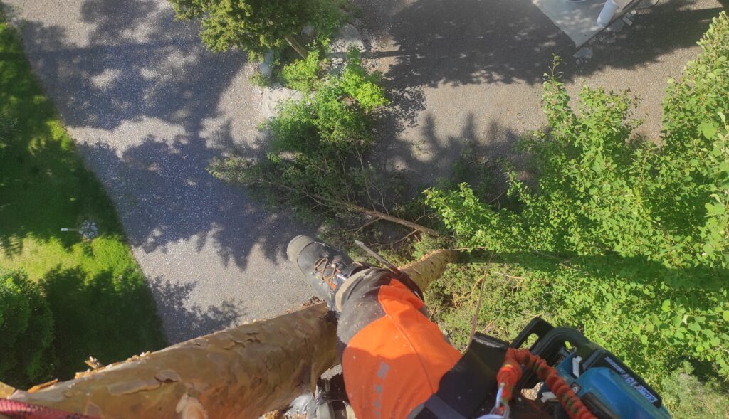 Pihapiiri pihametsurin silmin männystä maanpinnalle